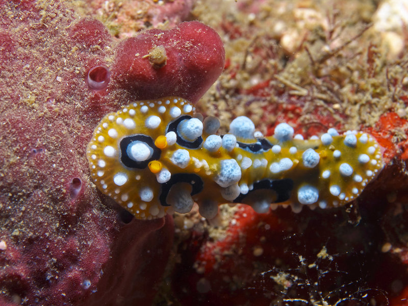 Wart slug, Nudibranch City